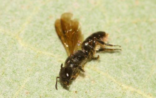 Chelostoma sp.